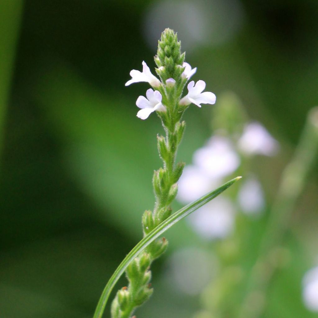 Verbena officinalis - Ijzerhard