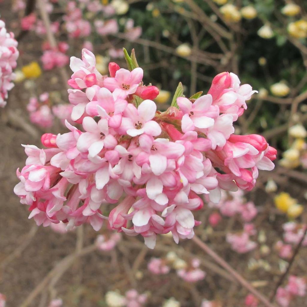 Viburnum bodnantense Dawn - Wintersneeuwbal