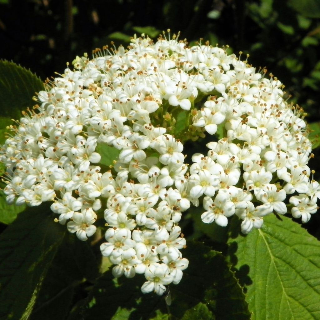 Viburnum lantana - Wollige sneeuwbal