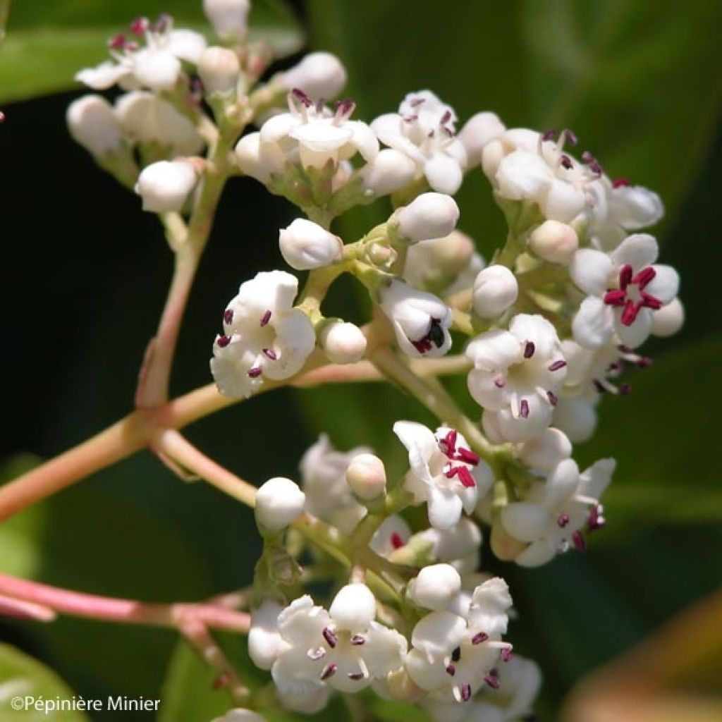 Viburnum Le Bois Marquis - Groenblijvende sneeuwbal