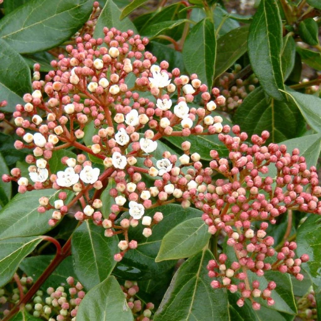 Viburnum lucidum - Sneeuwbal