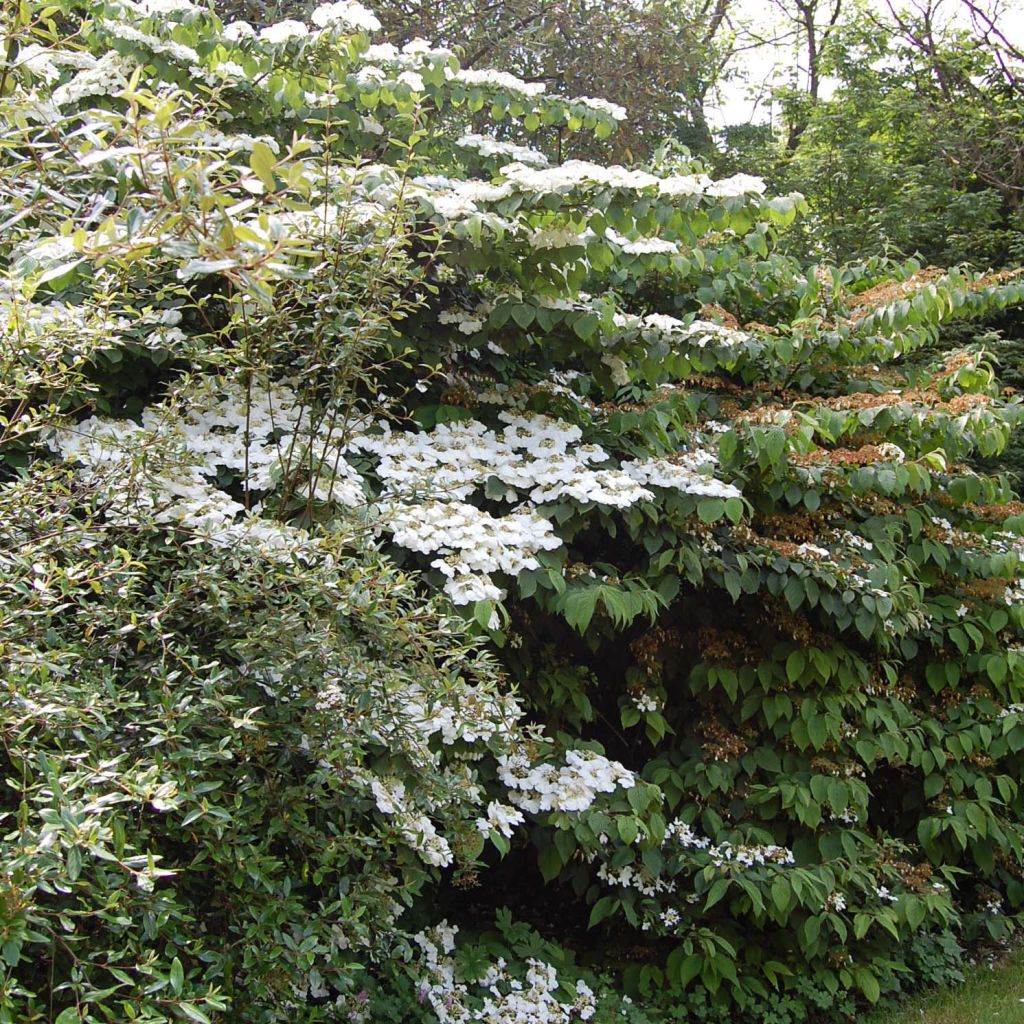 Viburnum plicatum Lanarth - Japanse sneeuwbal