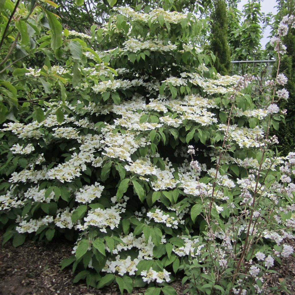 Viburnum plicatum Lanarth - Japanse sneeuwbal