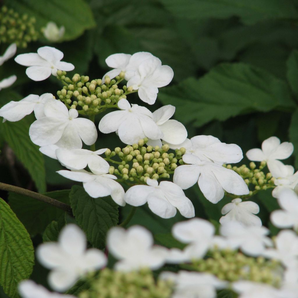 Viburnum plicatum Mariesii - Japanse sneeuwbal