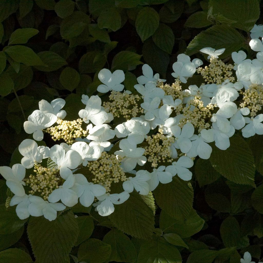 Viburnum plicatum Mariesii - Japanse sneeuwbal