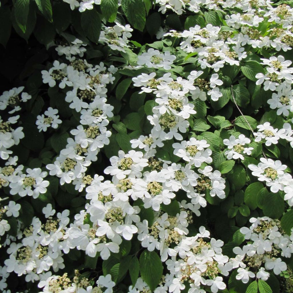 Viburnum plicatum Mariesii - Japanse sneeuwbal