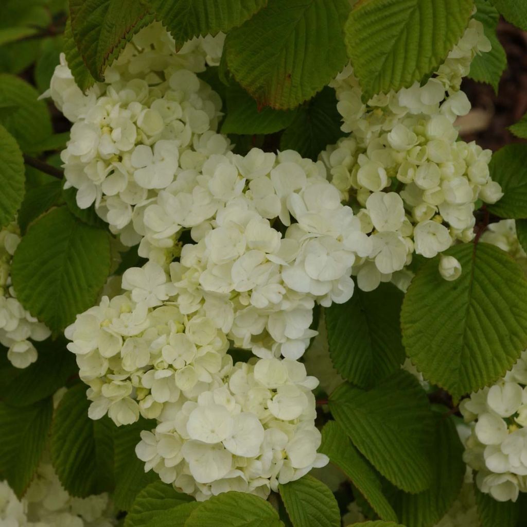 Viburnum plicatum Popcorn - Japanse sneeuwbal