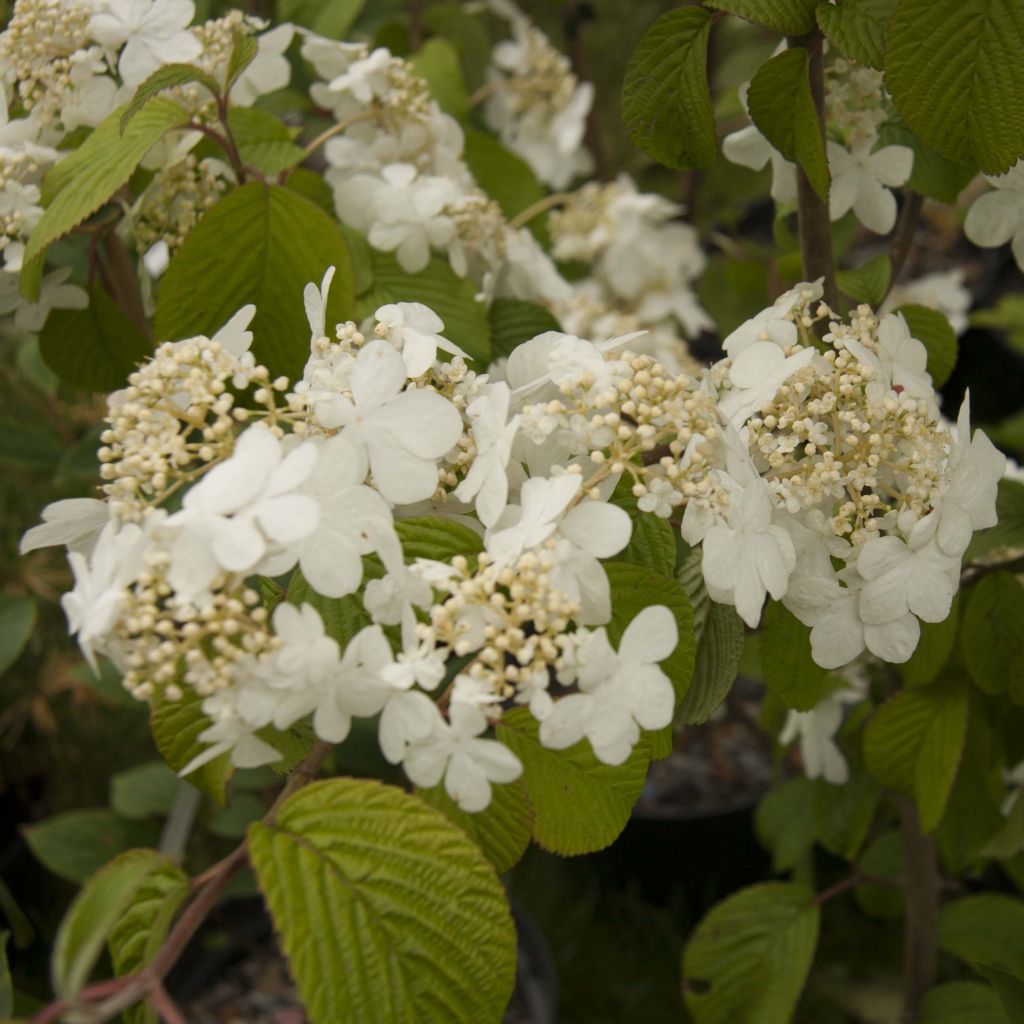 Viburnum plicatum Shasta - Japanse sneeuwbal