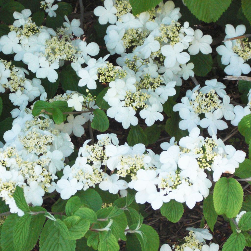Viburnum plicatum Shasta - Japanse sneeuwbal