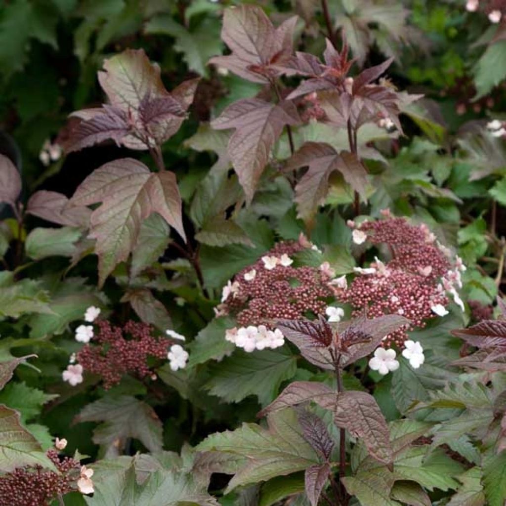 Viburnum sargentii Onondaga - Sneeuwbal