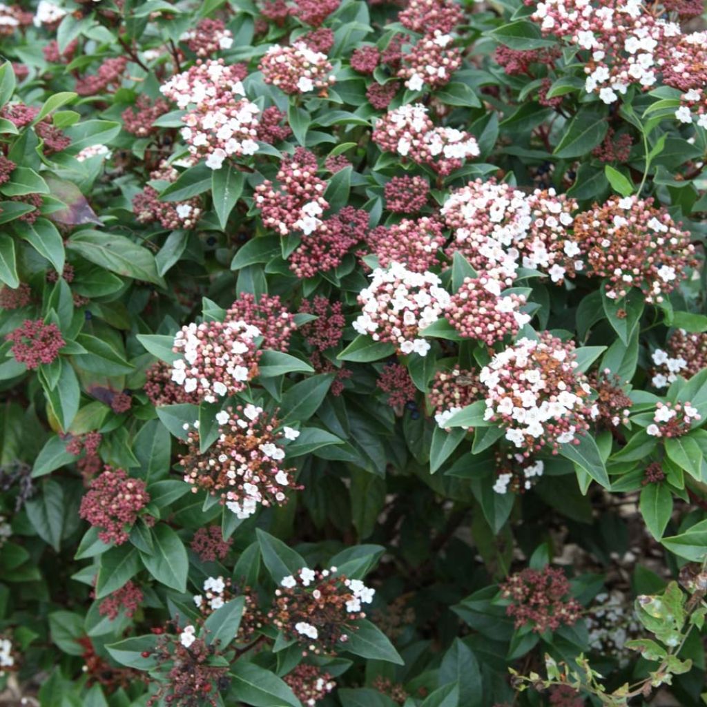 Viburnum tinus Spirit - Lauriersneeuwbal