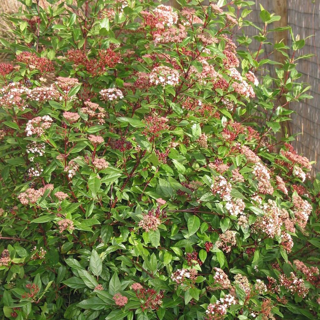 Viburnum tinus Spirit - Lauriersneeuwbal