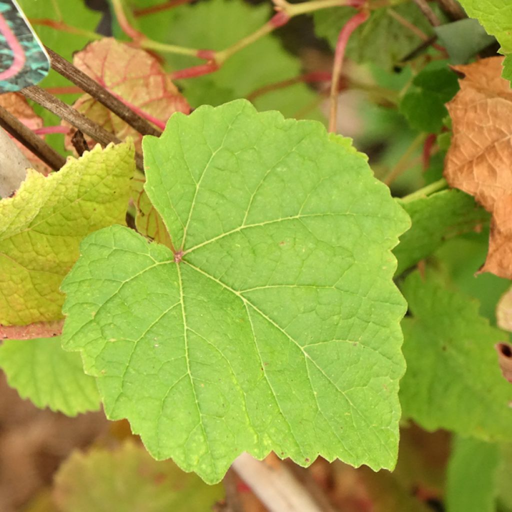 Amoerdruif - Vitis amurensis