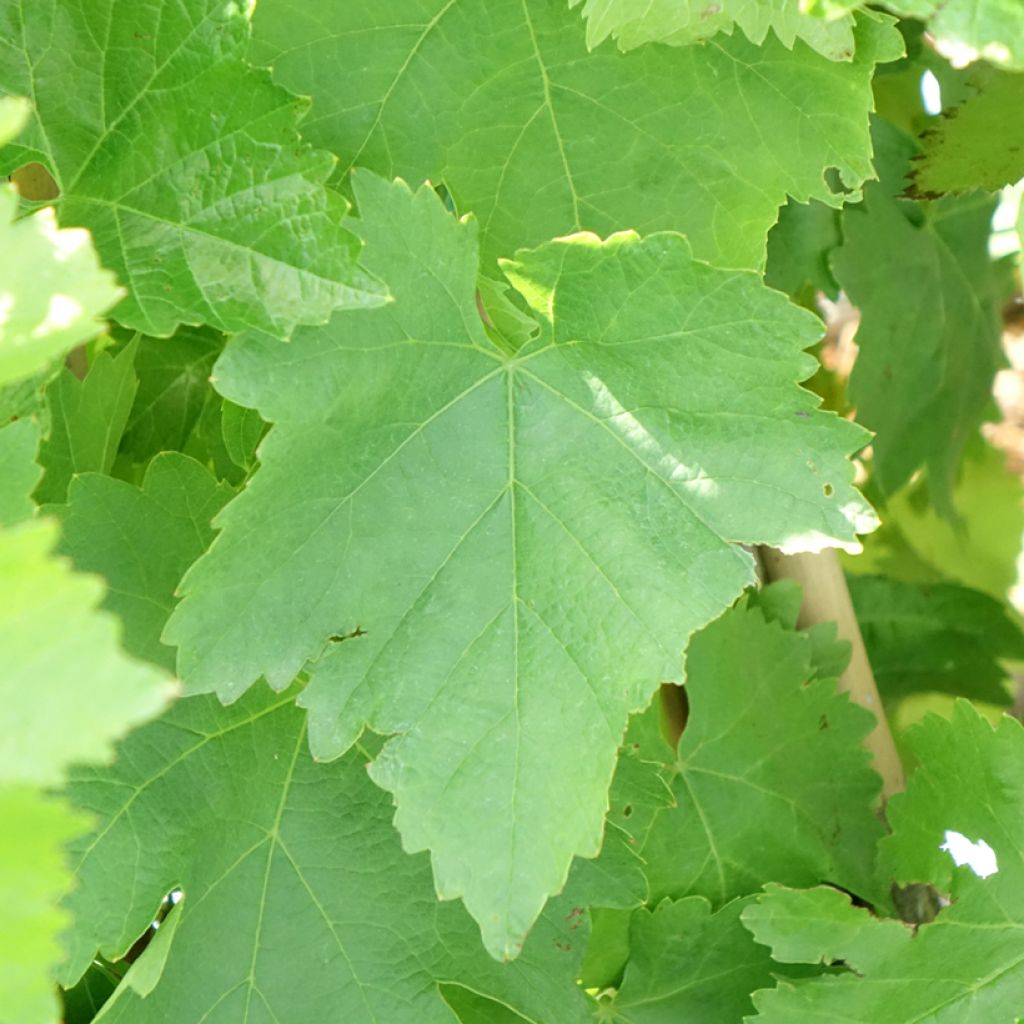 Tafeldruif Pizzutello Bianco