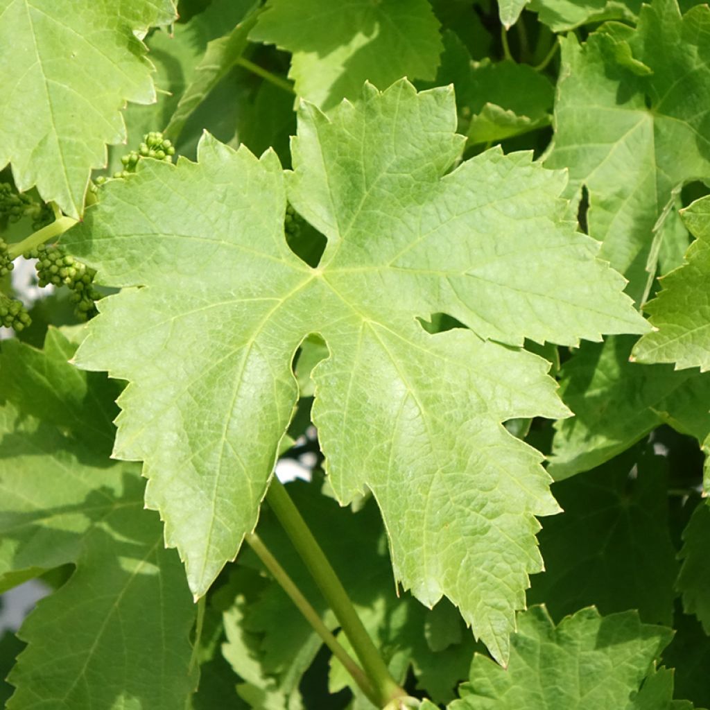 Tafeldruif Regina dei Vigneti