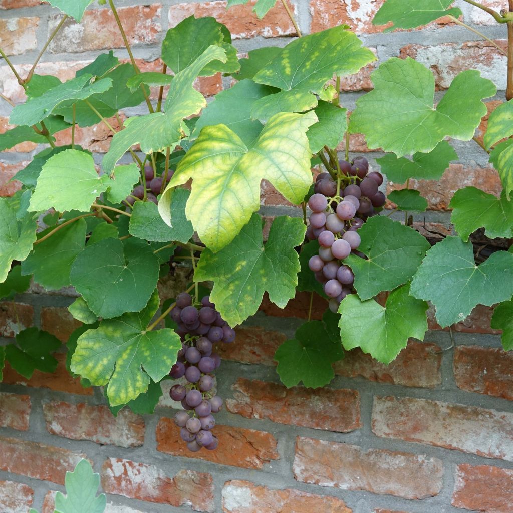 Vitis Fragola Nera - Blauwe druif