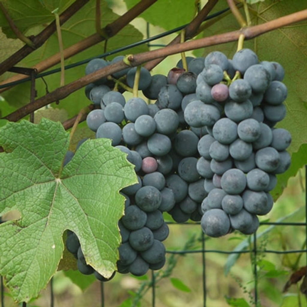 Vitis Fragola Nera - Blauwe druif