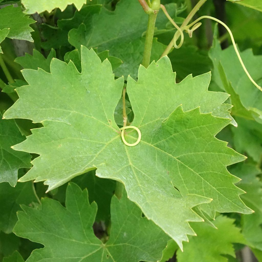 Vitis Matilde - Wijnstok
