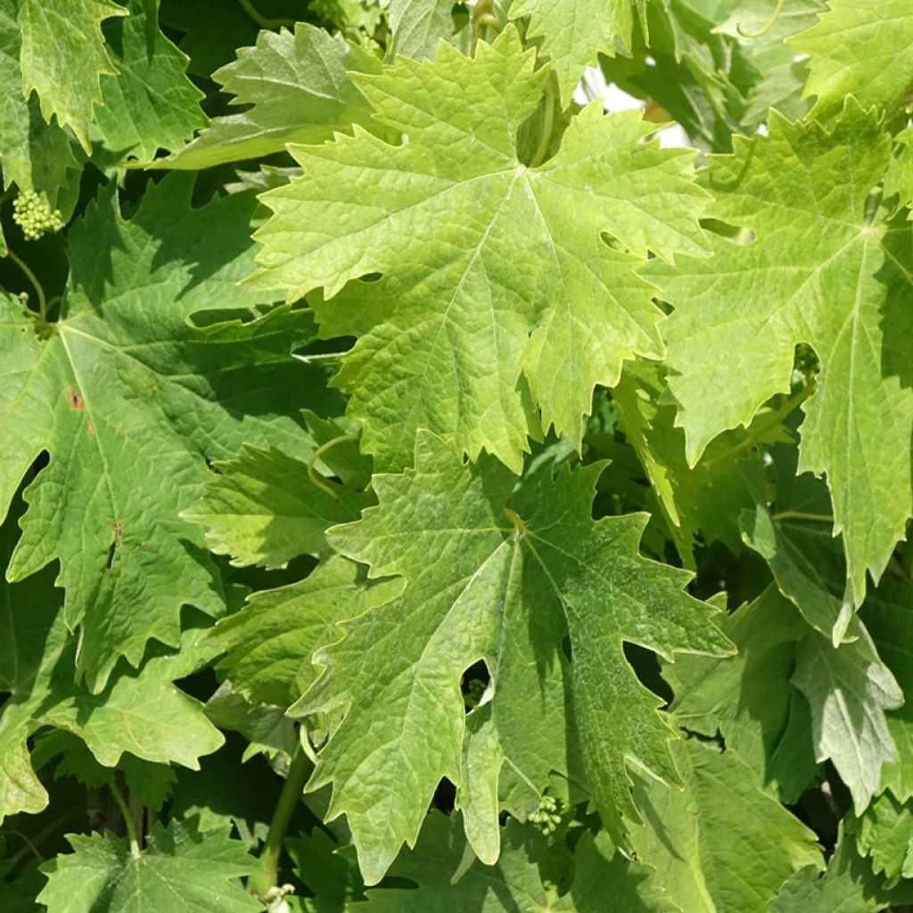 Druif Moscato di Terracina