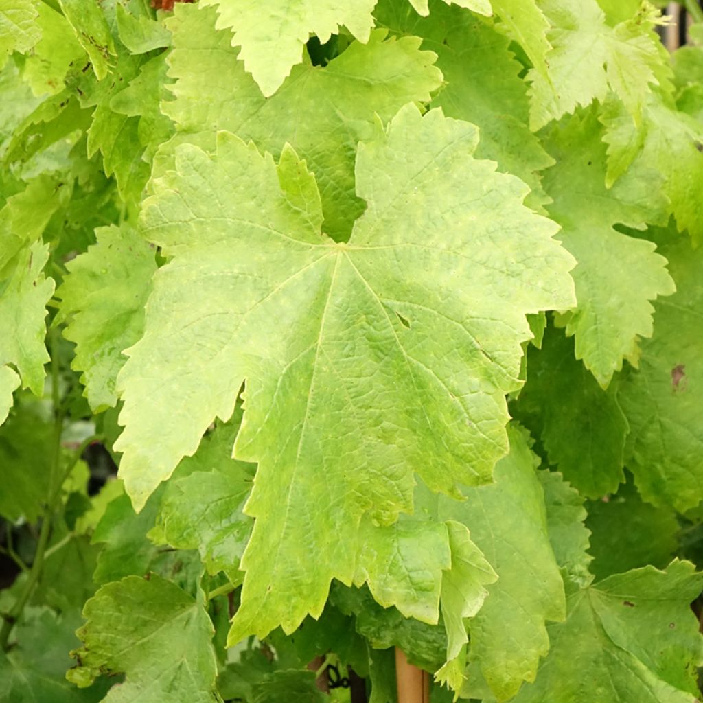 Vitis Apirena Rossa - Pitloze druif