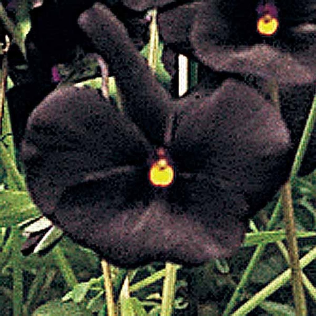 Viola Cornuta Molly Sanderson, violette, pensée