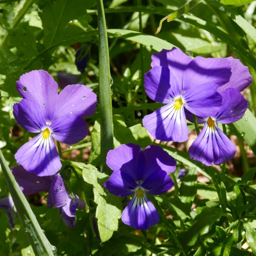 Violette corse, Pensée de Corse - Viola corsica