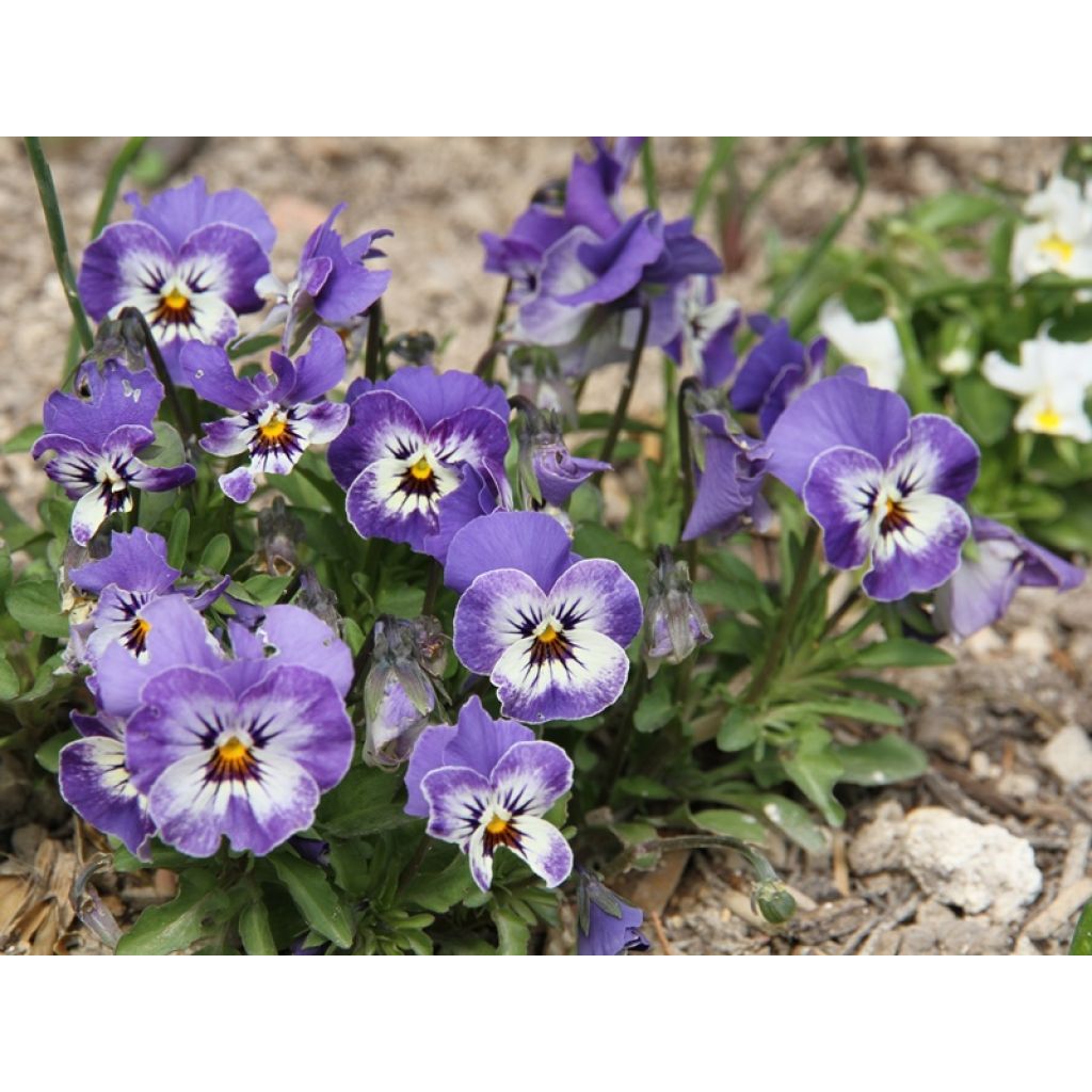 Viola cornuta Sorbet Delft Blue - Hoornviooltje