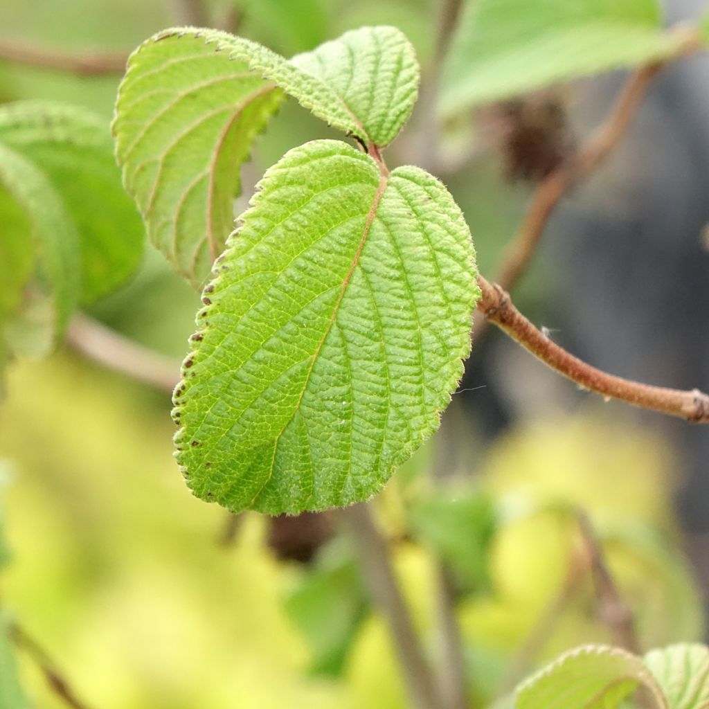 Viburnum plicatum Tomentosum - Japanse sneeuwbal