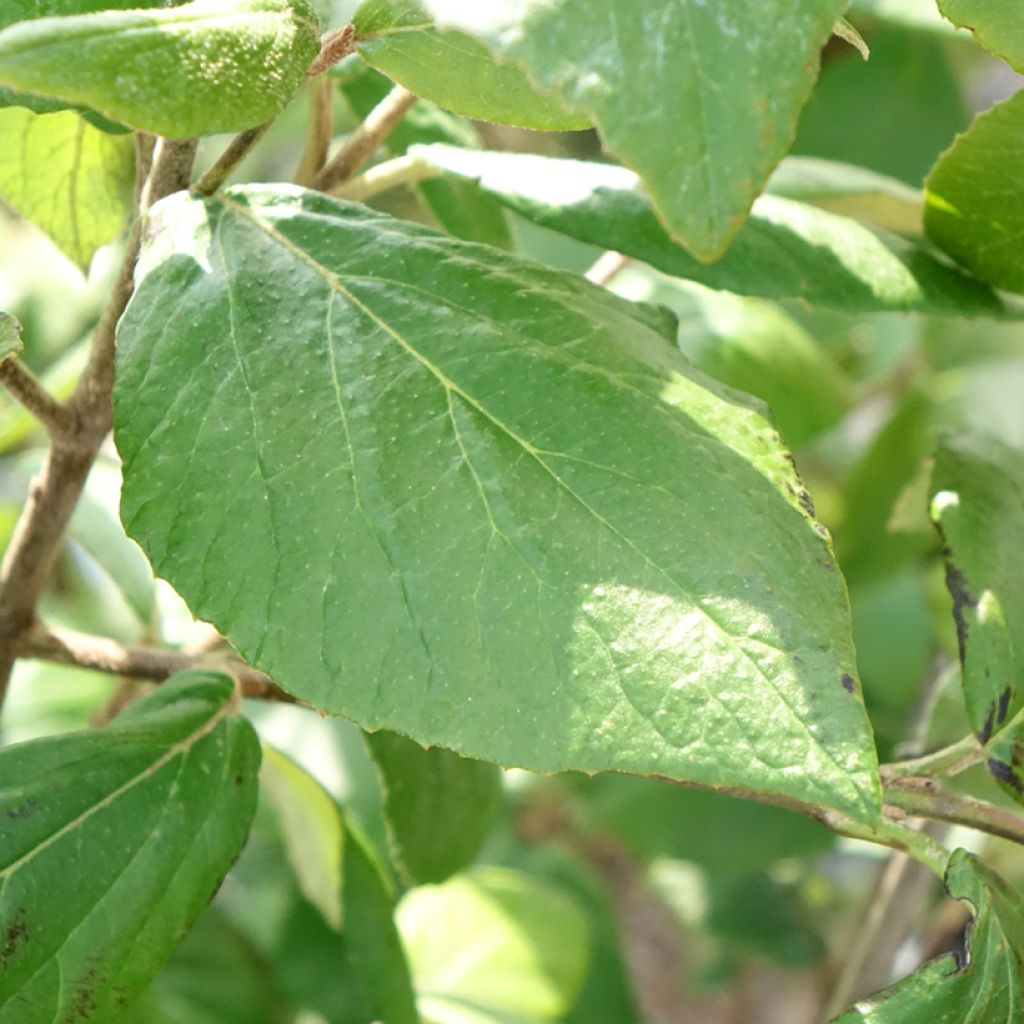 Viburnum burkwoodii Mohawk - Sneeuwbal