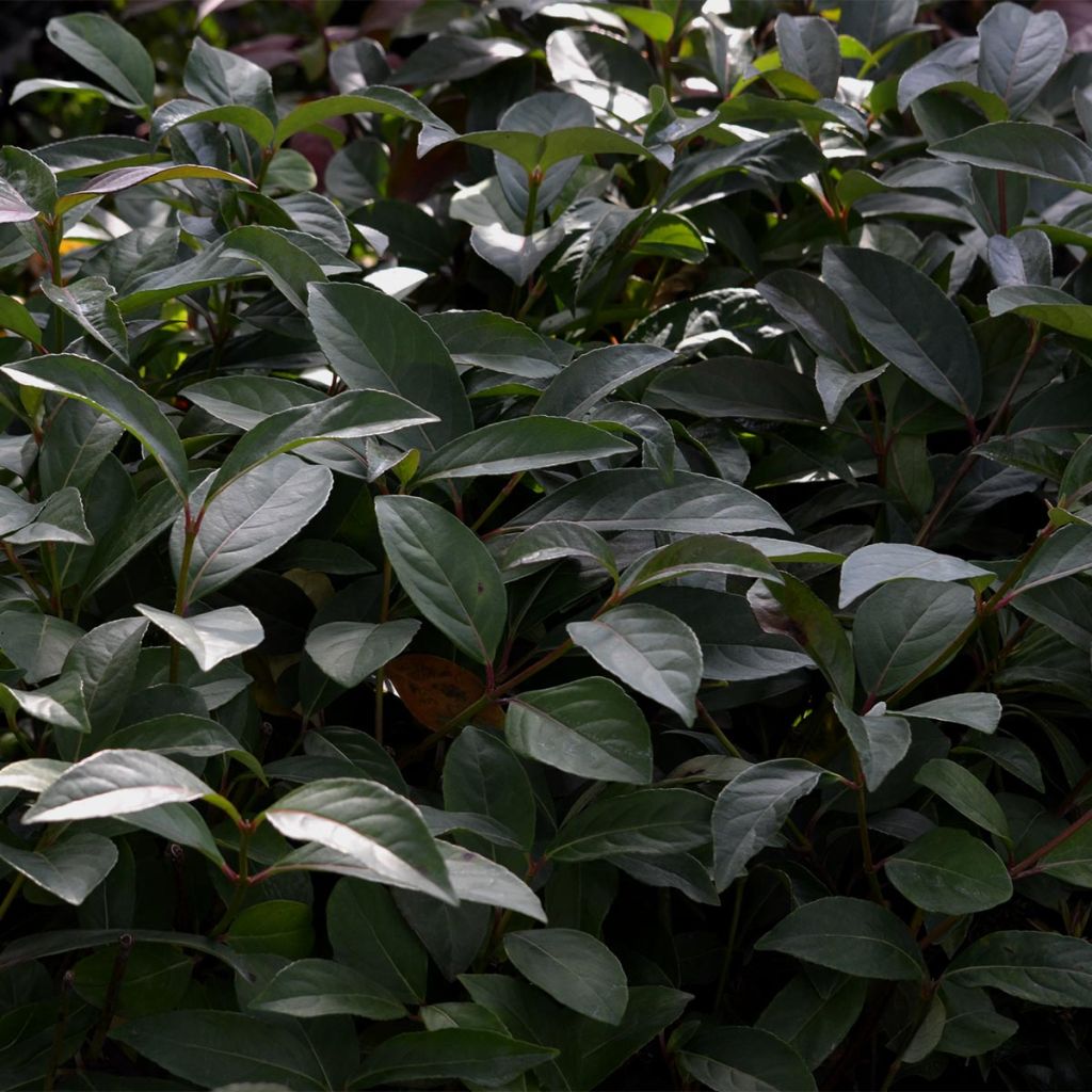 Viburnum Le Bois Marquis - Groenblijvende sneeuwbal