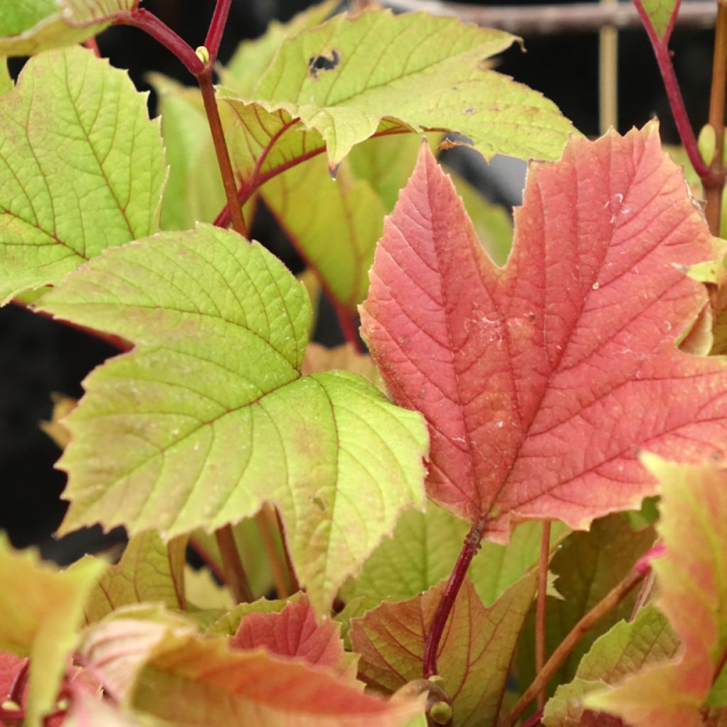 Viburnum trilobum Spring Red Compact - Sneeuwbal