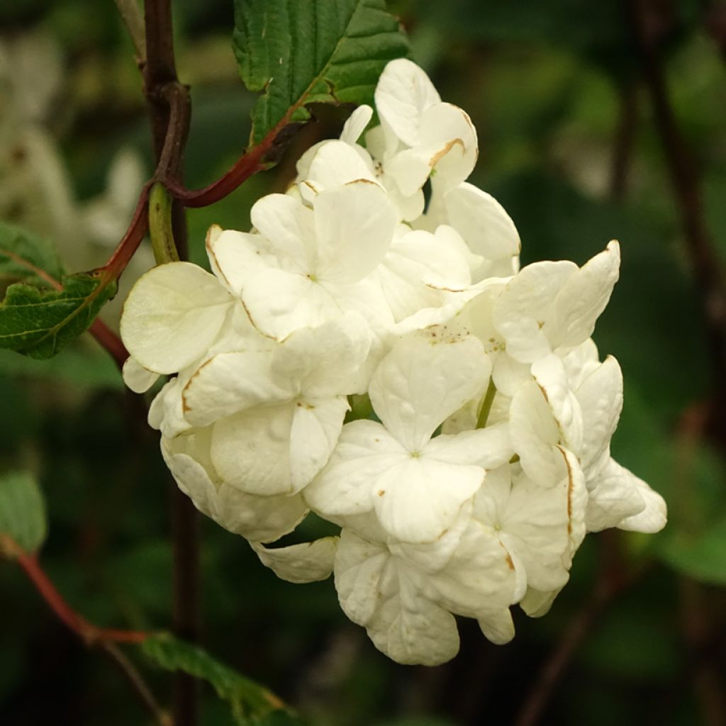 Viburnum plicatum Grandiflorum Noble - Japanse sneeuwbal