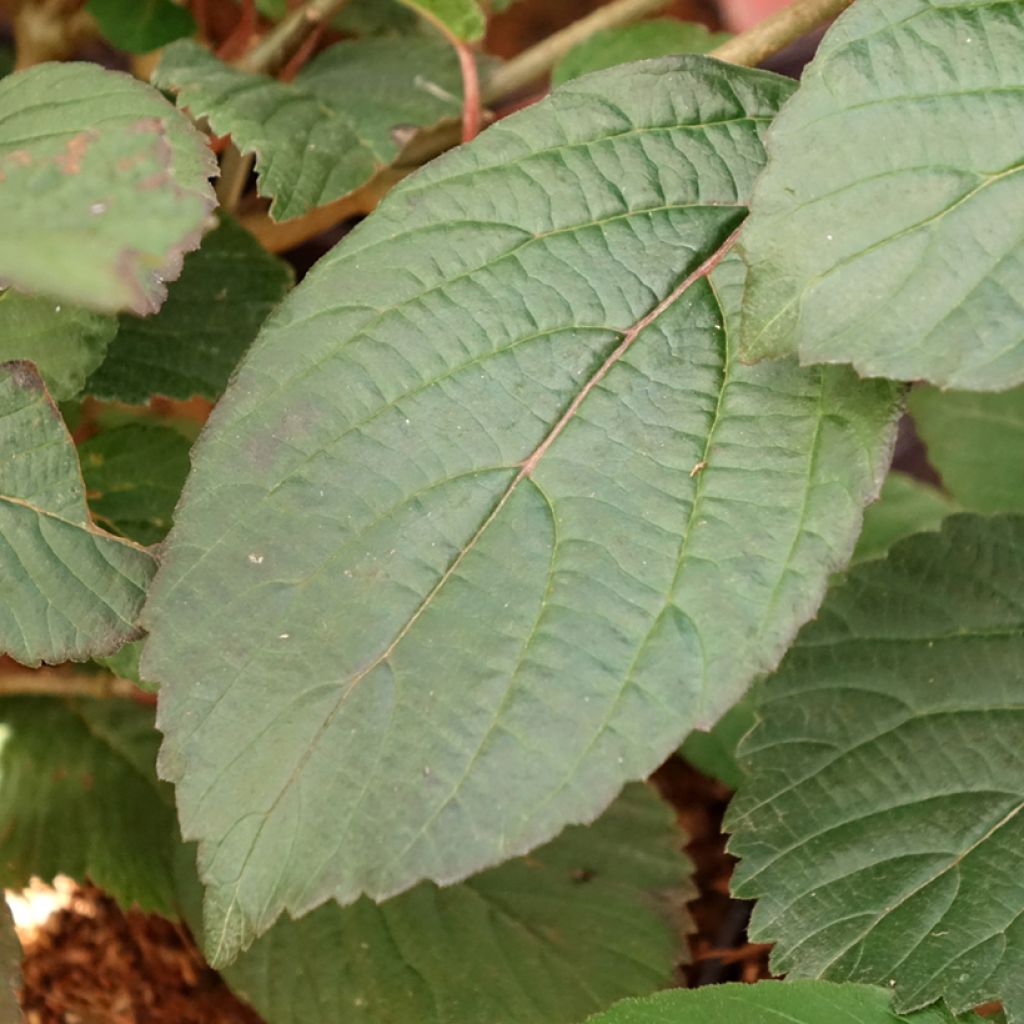 Viburnum plicatum Opening Day - Japanse sneeuwbal