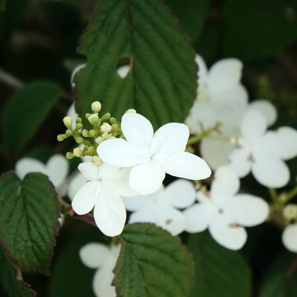 Viburnum plicatum Summer Snow Flake - Japanse sneeuwbal