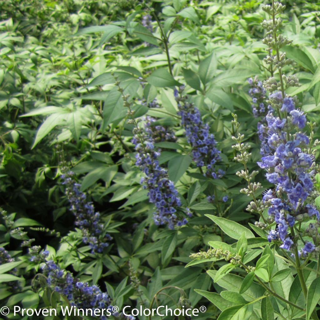 Vitex agnus-castus Blue Didley - Kuise boom