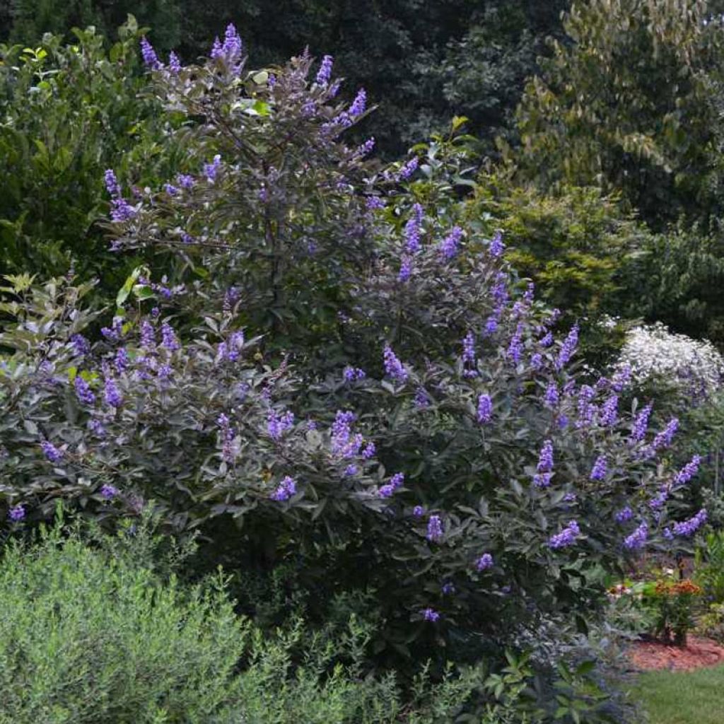 Vitex agnus-castus Flip Side - Kuise boom