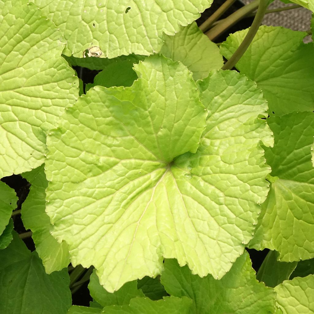 Wasabi - Eutrema japonicum