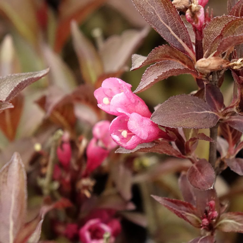 Weigelia florida Victoria - Chinese weigelia