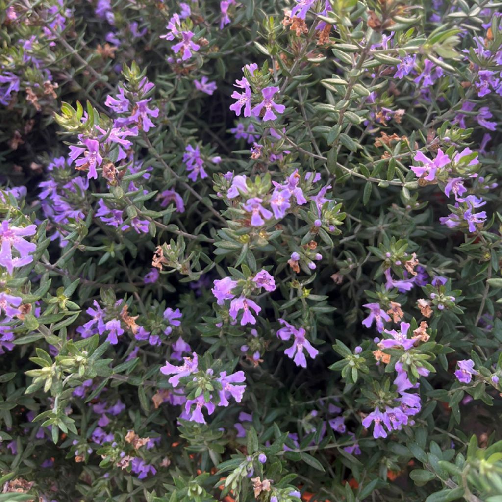 Westringia fruticosa Blue Gem - Australische rozemarijn