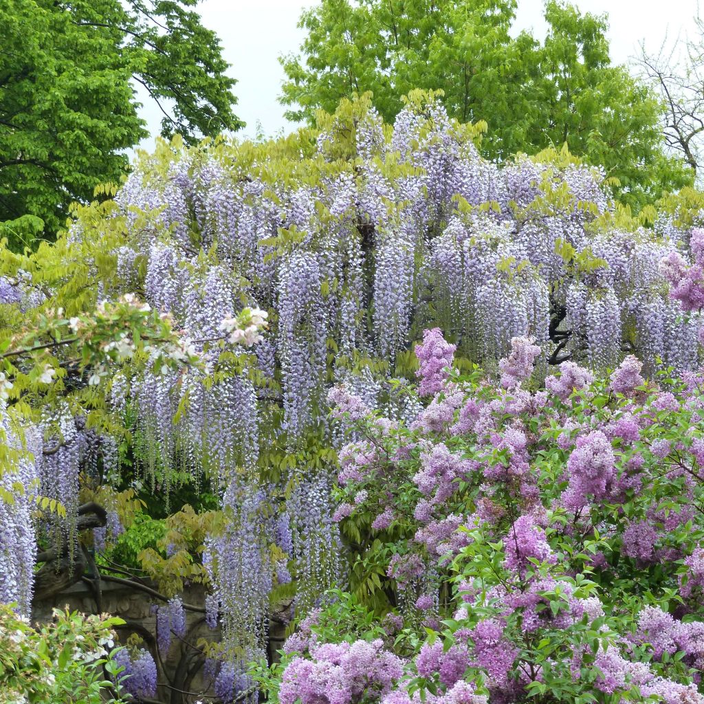 Wisteria floribunda Macrobotrys De Belder - Blauweregen