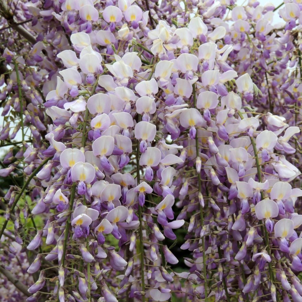 Wisteria Grande Diva Maria - Blauwe regen