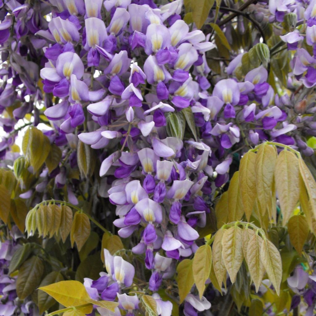 Wisteria Grande Diva Nathalie - Blauwe regen