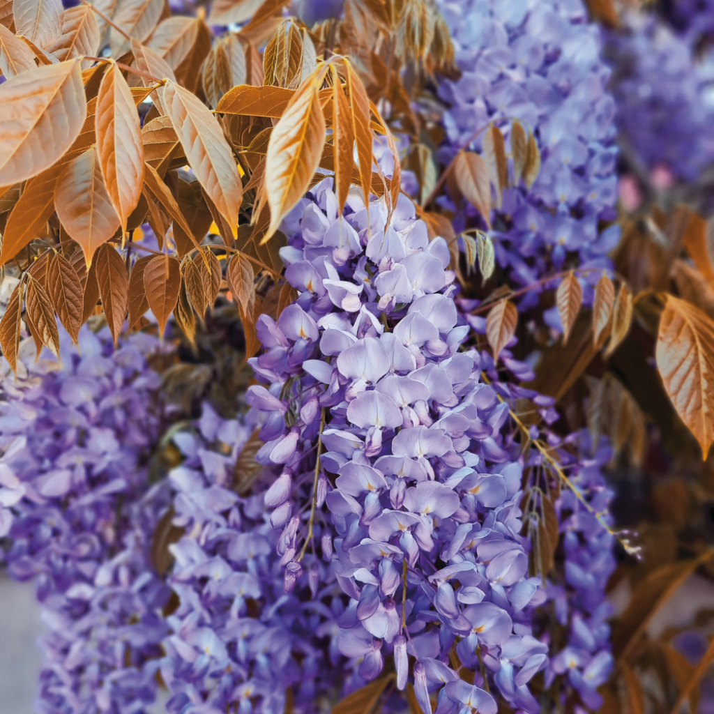 Wisteria sinensis Blue Line - Blauweregen