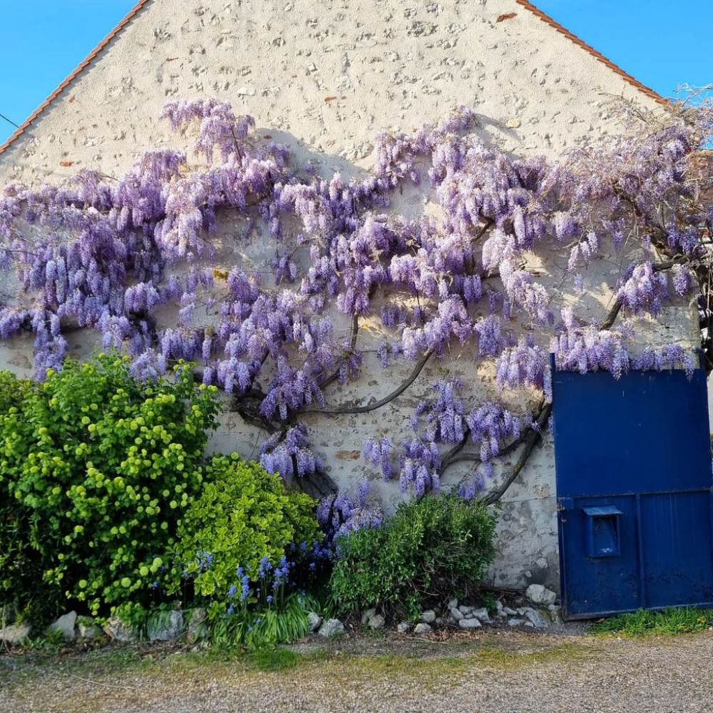 Wisteria sinensis Blue Line - Blauweregen