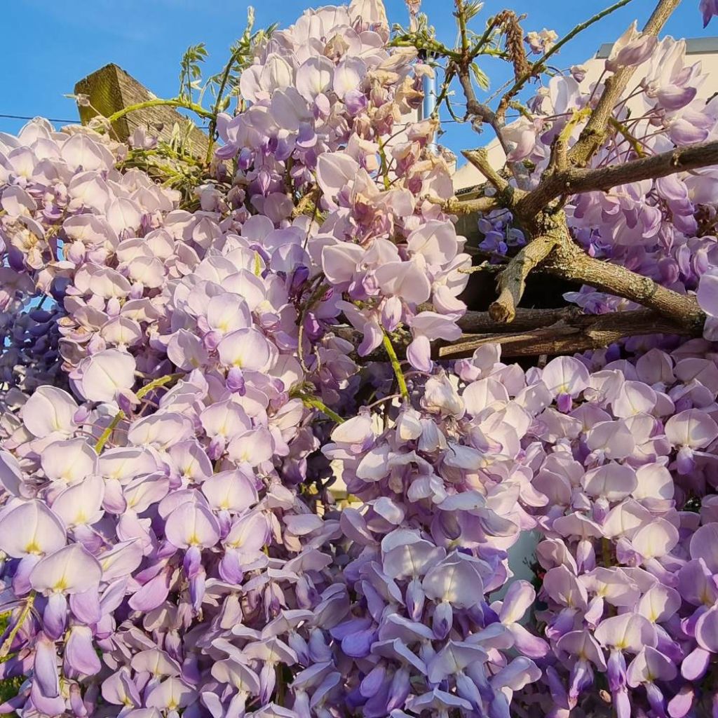 Wisteria sinensis Blue Line - Blauweregen
