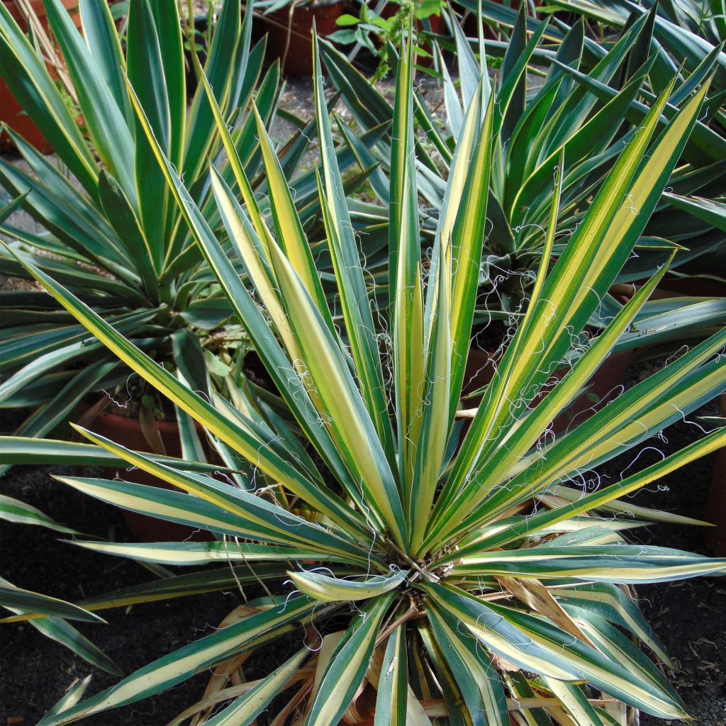 Yucca recurvifolia Bright Star Walbristar - Palmlelie