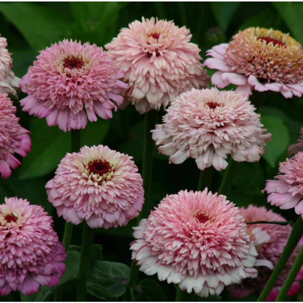 Zinnia elegans Zinderella Lilac (zaad) - Zahara-bloem