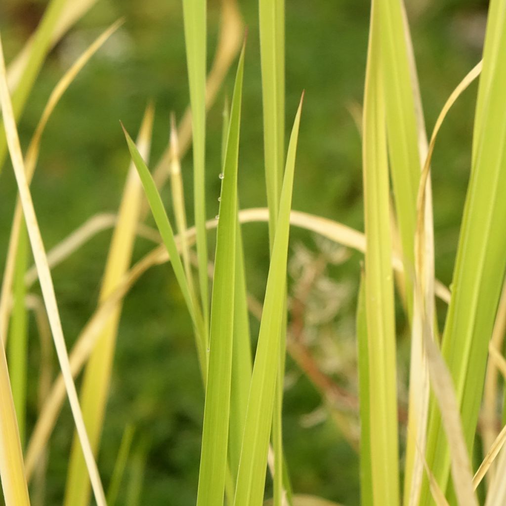 Zizania latifolia - Riz wilde Mandarijn