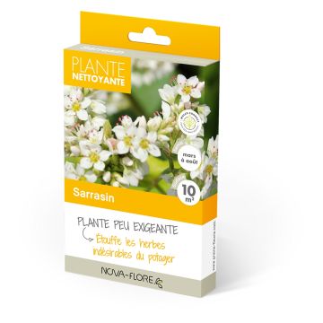 Boekweit groenbemester - Fagopyrum esculentum