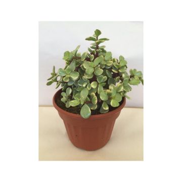 Portulacaria afra Variegata - Spekboom